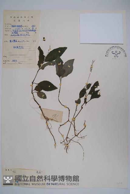 針刺草藏品圖，第1張