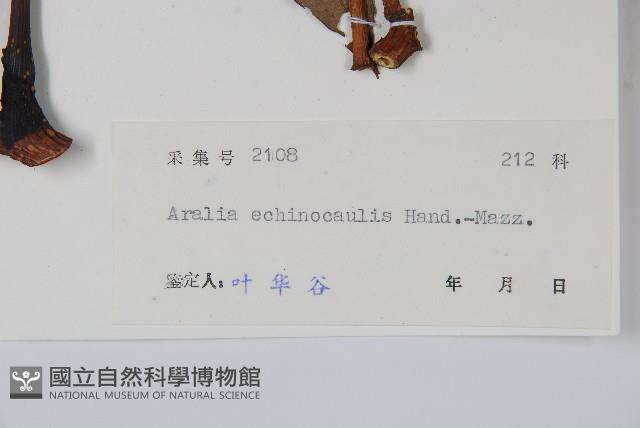 棘莖蔥木藏品圖，第2張