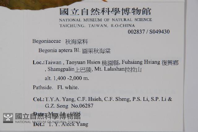 圓果秋海棠藏品圖，第2張