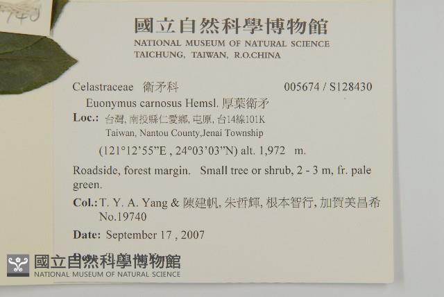 厚葉衛矛, 源一木藏品圖，第2張