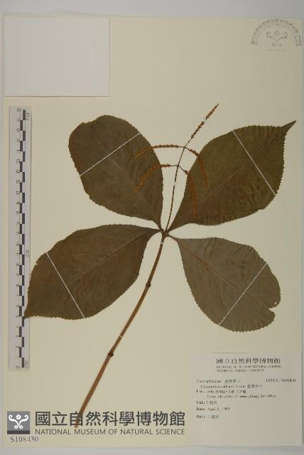 臺灣及己藏品圖，第1張