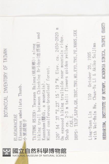 小葉胡頹子藏品圖，第2張