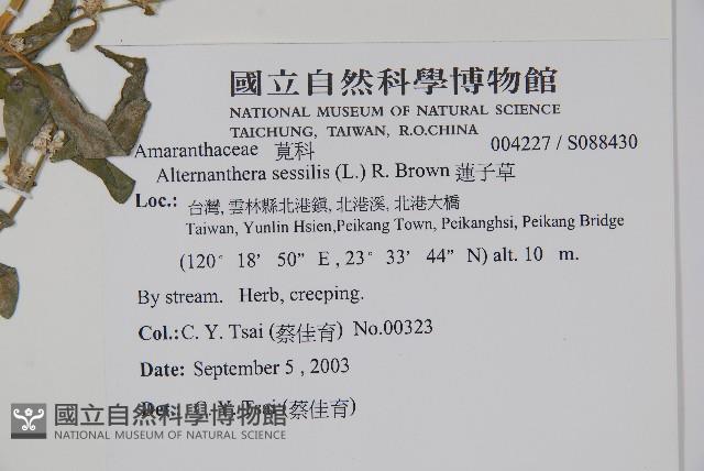 蓮子草藏品圖，第2張