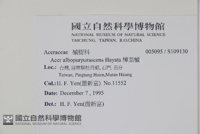 樟葉槭, 飛蛾子樹藏品圖，第2張