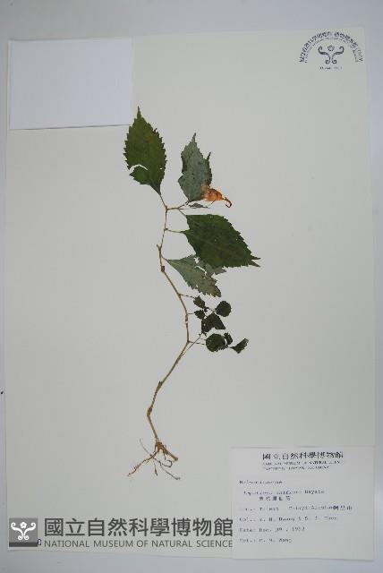 紫花鳳仙花藏品圖，第1張