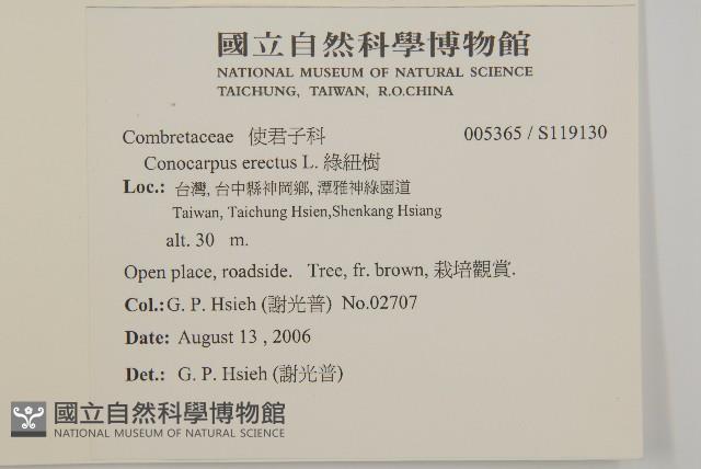 綠紐樹藏品圖，第2張