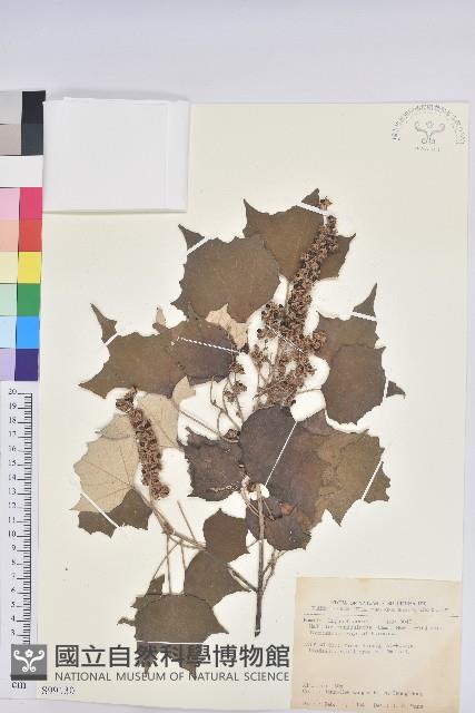 台灣白匏子藏品圖，第1張