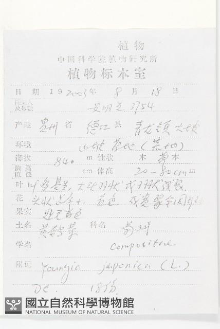 黃鵪菜藏品圖，第2張