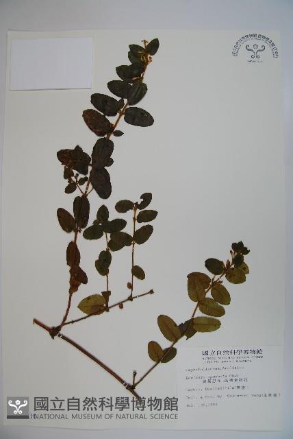 無梗忍冬藏品圖，第1張