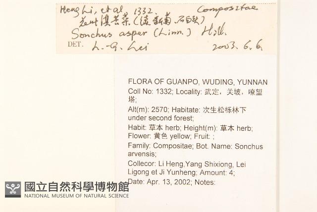 鬼苦苣菜藏品圖，第2張