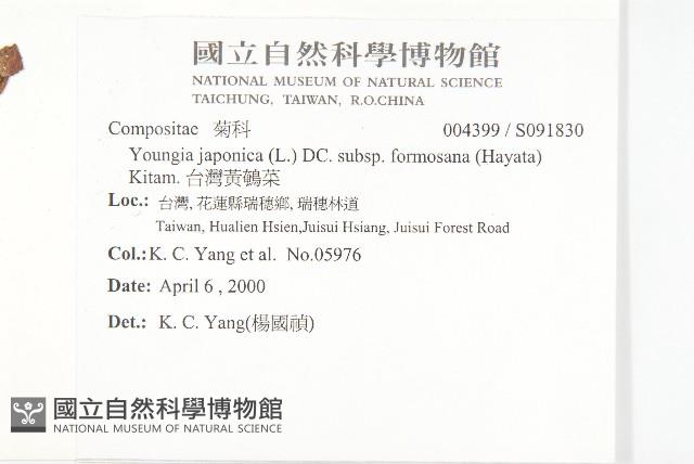 台灣黃鵪菜藏品圖，第2張