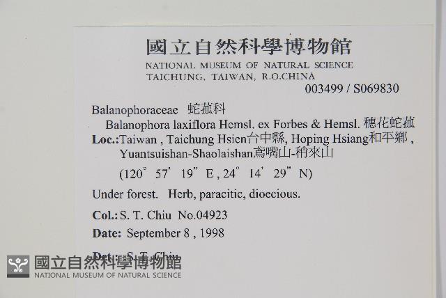 穗花蛇菰藏品圖，第2張