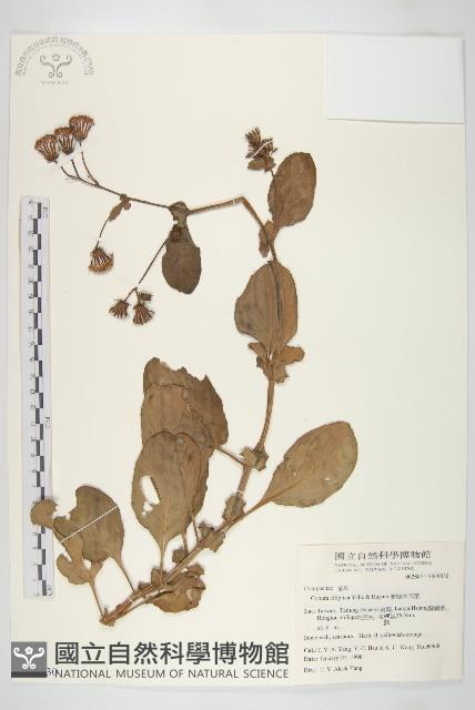 Accession Number:S049830 Collection Image, Figure 1, Total 2 Figures