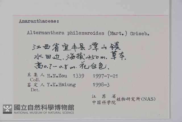 空心蓮子草藏品圖，第2張