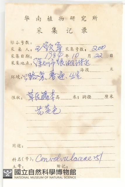 卵葉菜欒藤藏品圖，第2張