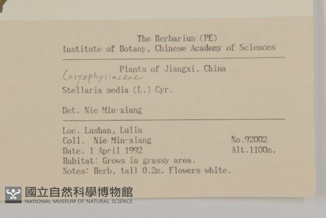 繁縷藏品圖，第2張