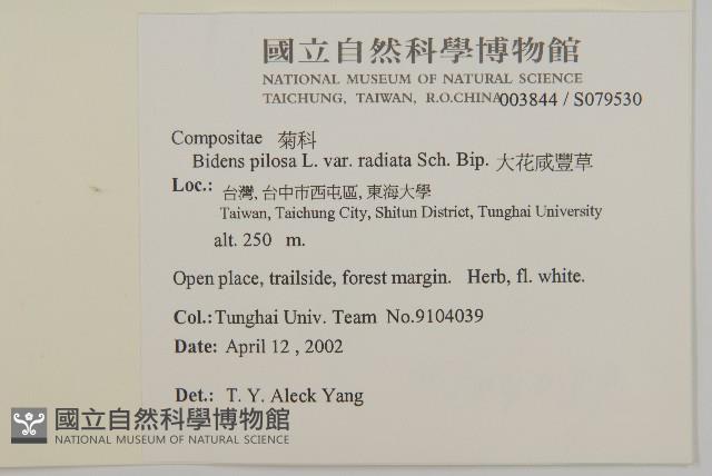 大花咸豐草藏品圖，第2張