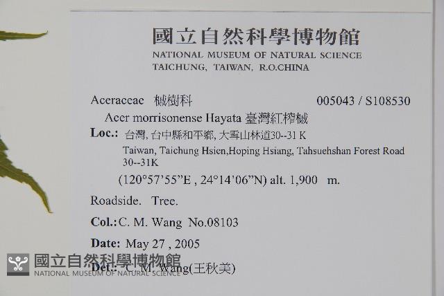 臺灣紅榨槭藏品圖，第2張