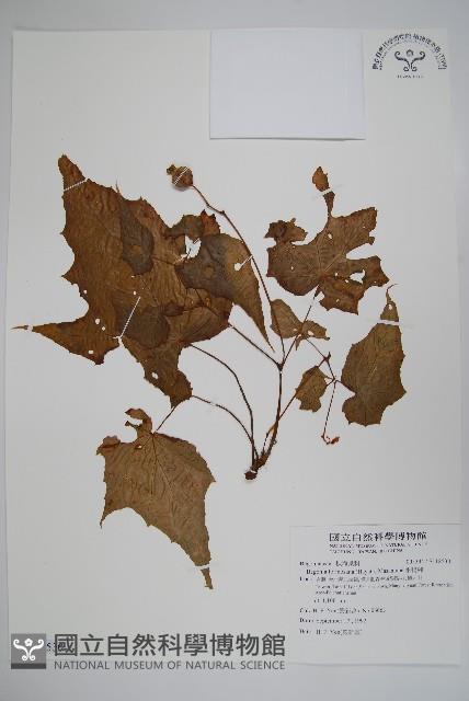 水鴨腳藏品圖，第1張