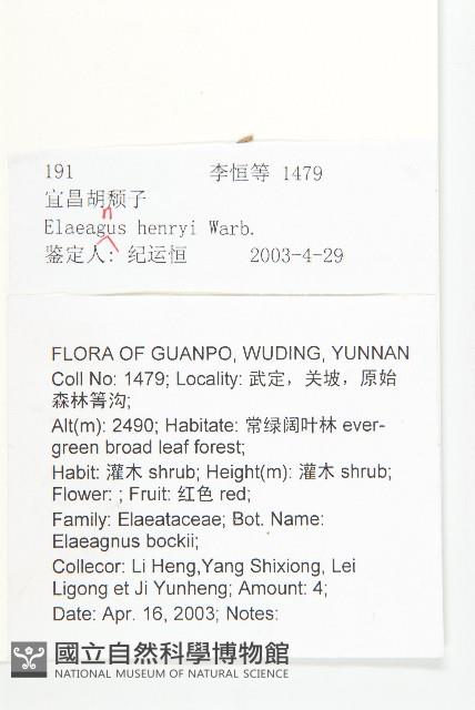 宜昌胡頹子藏品圖，第2張