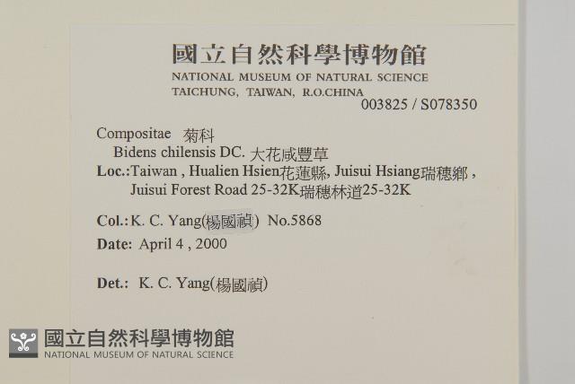 假寶鐸花藏品圖，第2張