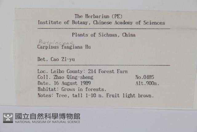 川黔千金榆藏品圖，第2張