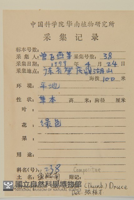 魚眼菊藏品圖，第2張