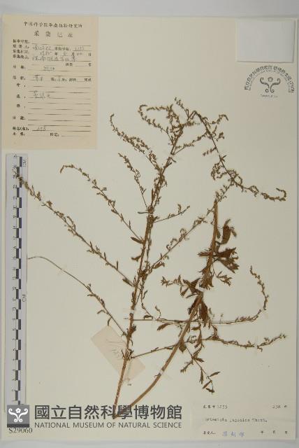 牡蒿藏品圖，第1張