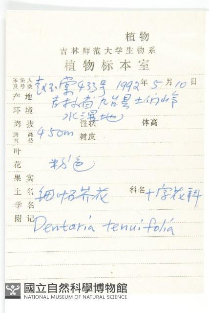 細葉石芥花藏品圖，第2張