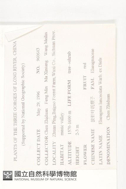 披針葉胡頹子藏品圖，第2張