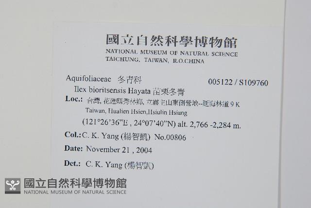 苗栗冬青藏品圖，第2張