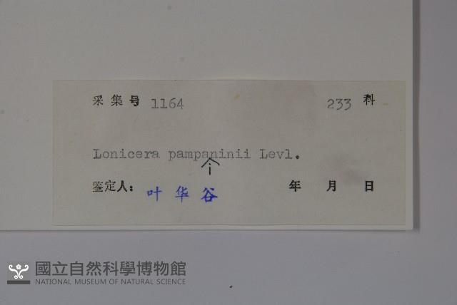 貴州忍冬藏品圖，第2張