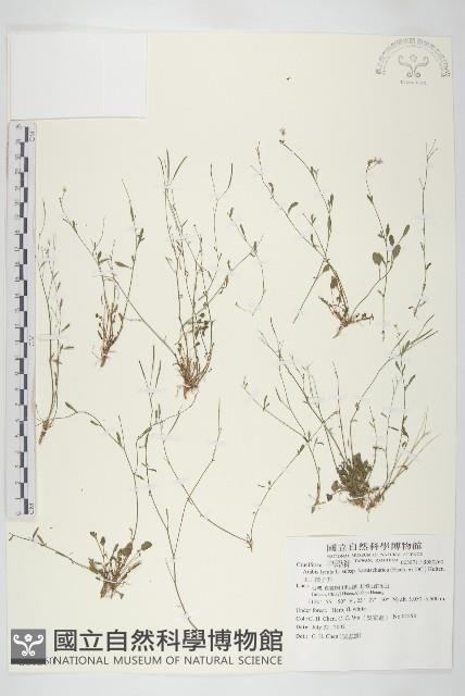 玉山筷子芥藏品圖，第1張