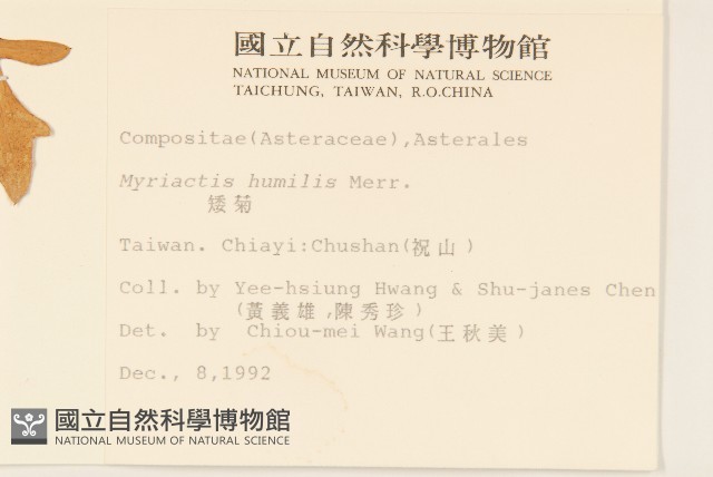 矮菊藏品圖，第2張
