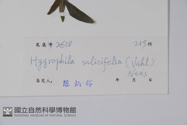 柳葉水蓑衣藏品圖，第2張