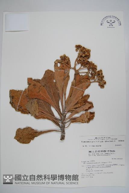 白水木藏品圖，第1張