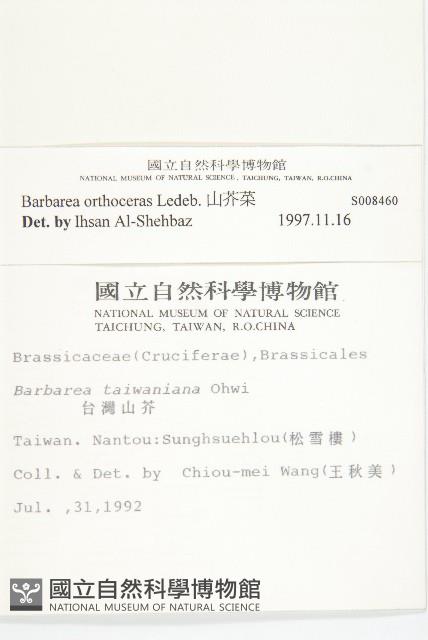 山芥菜藏品圖，第2張