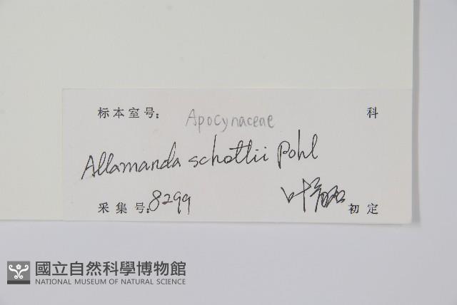 黃蟬藏品圖，第2張