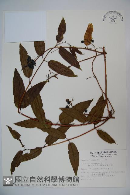 Acuminat-leaf Honeysuckle Collection Image, Figure 1, Total 2 Figures