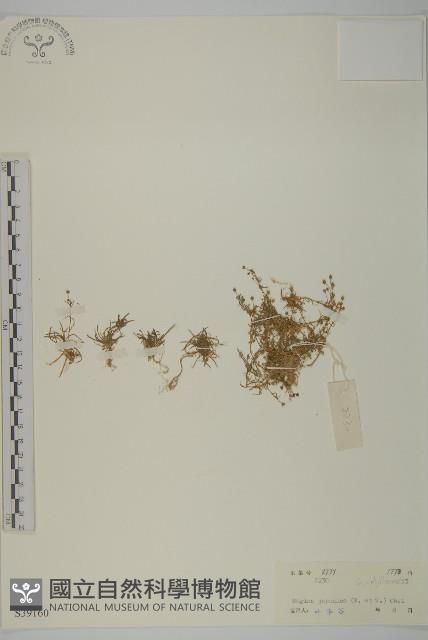 瓜槌草、漆姑草藏品圖，第1張