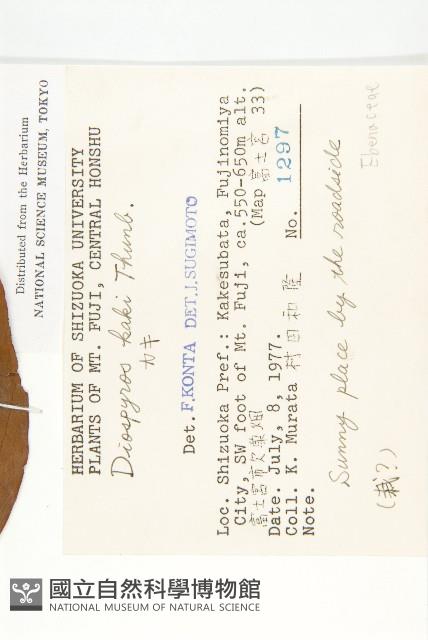 柿、柿仔、紅柿藏品圖，第2張