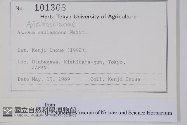 雙葉細辛藏品圖，第2張