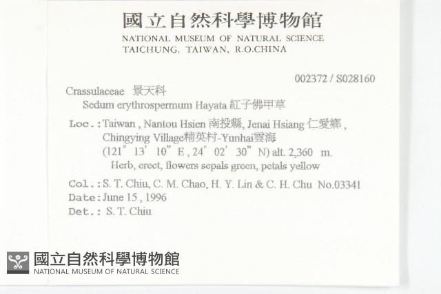 紅子佛甲草藏品圖，第2張