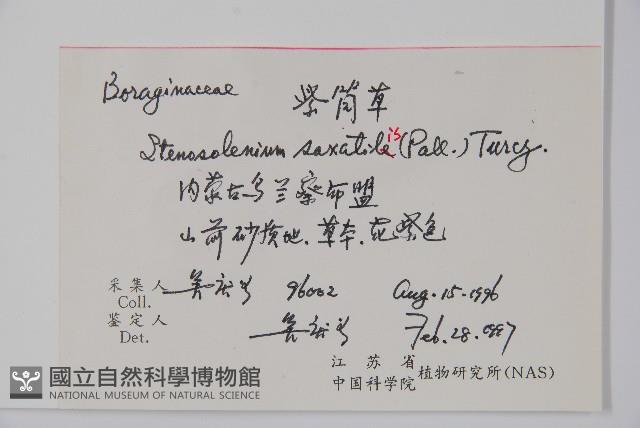 紫筒草藏品圖，第2張