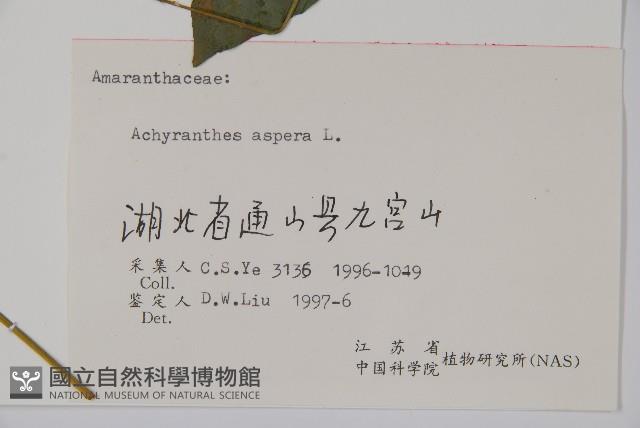 土牛膝藏品圖，第2張