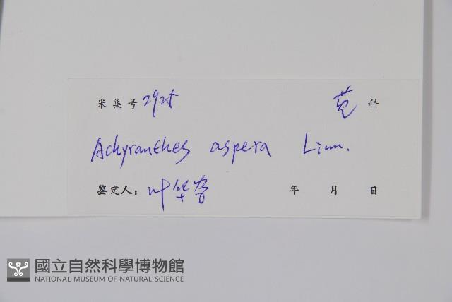 土牛膝藏品圖，第2張