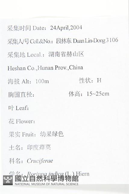 葶藶藏品圖，第2張