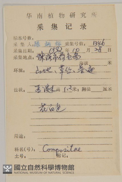 白舌紫菀藏品圖，第2張