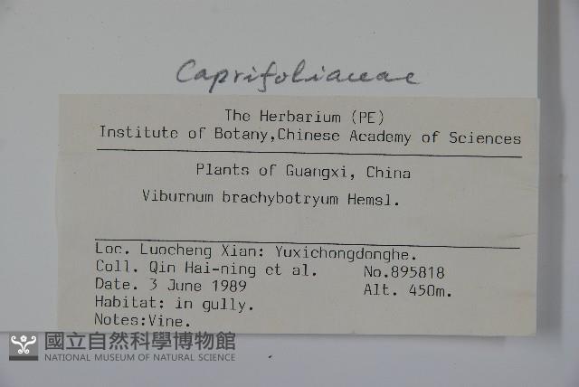 短序莢迷藏品圖，第2張