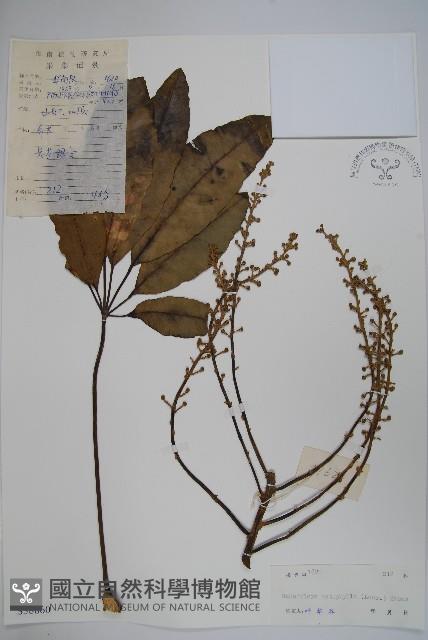 鵝掌柴、江某、鴨腳樹藏品圖，第1張